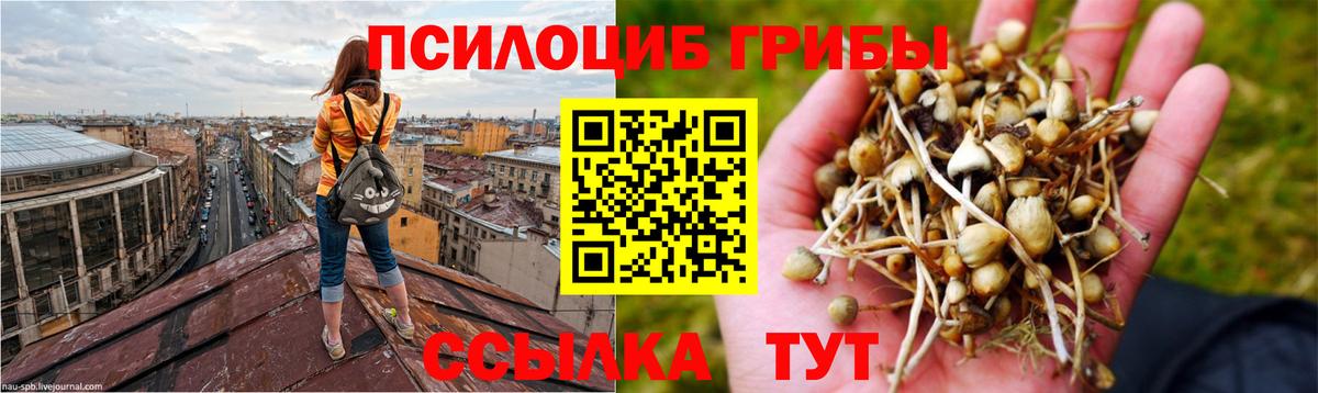 Псилоцибиновые грибы GOLDEN TEACHER Канаш